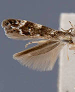 Coleotechnites piceaella