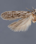 Carpatolechia belangerella