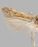 Bryotropha altitudophila