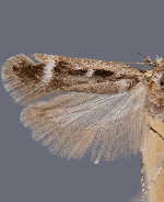 Gelechia dromicella