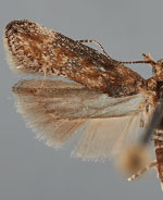 Symmetrischema kendallorum