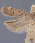 Filatima abactella