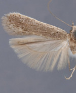 Filatima albicostella