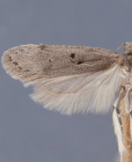 Filatima bigella