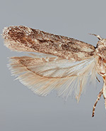 Filatima isocrossa