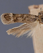 Filatima monotaeniella