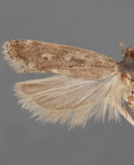 Filatima platyochra