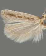 Filatima roceliella