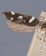 Aroga alleriella