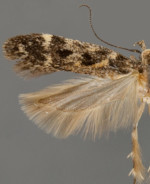 Aroga rigidae