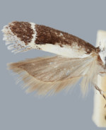 Aroga unifasciella