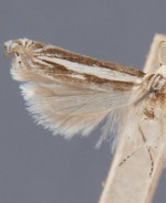 Polyhymno acaciella