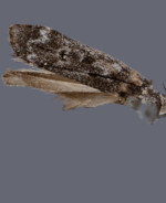 Anacampsis niveopulvella