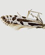 Plutella notabilis