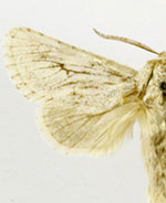 Comadia dolli