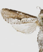 Brypoctia ramuscula