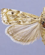 Prionapteryx yavapai