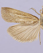 Thaumatopsis pexellus