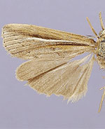 Thaumatopsis pexellus