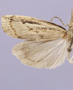 Thaumatopsis fieldella