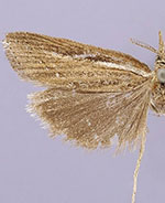 Thaumatopsis solutellus