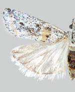 Acroncosa similella