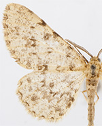 Stenoporpia pulchella