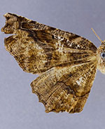 Caripeta canidiaria