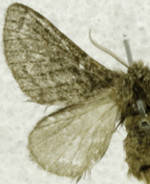 Hypopacha grisea