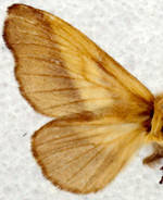 Malacosoma disstria