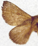 Malacosoma disstria