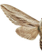 Sphinx dollii