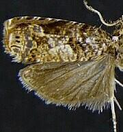 Episimus guiana