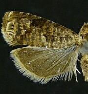 Episimus argutana