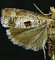 Episimus augmentana