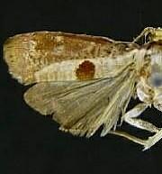 Episimus burserae