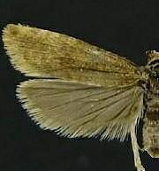 Bactra verutana