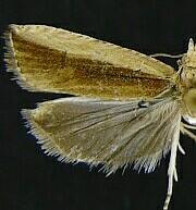 Bactra maiorina