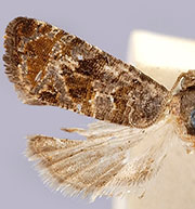 Paralobesia spiraeifoliana