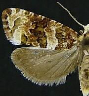 Ahmosia galbinea