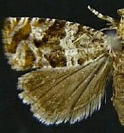 Ahmosia aspasiana