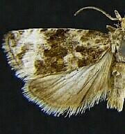 Endothenia heinrichi