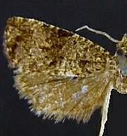 Endothenia conditana