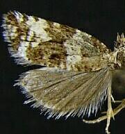 Tia enervana