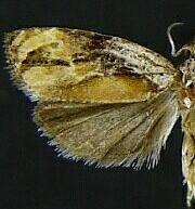 Zomaria interruptolineana