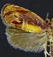 Zomaria rosaochreana