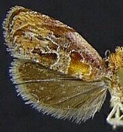 Zomaria andromedana