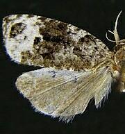 Apotomis capreana