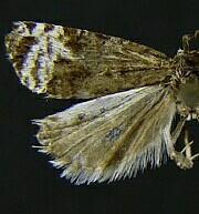 Apotomis frigidana