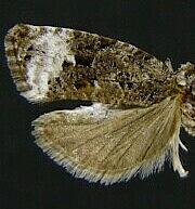 Apotomis spinulana